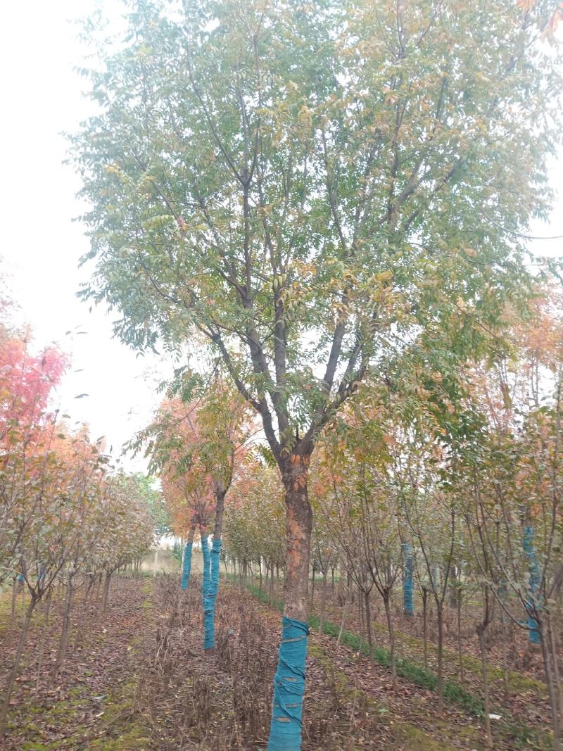 黄连木10......18公分园区树