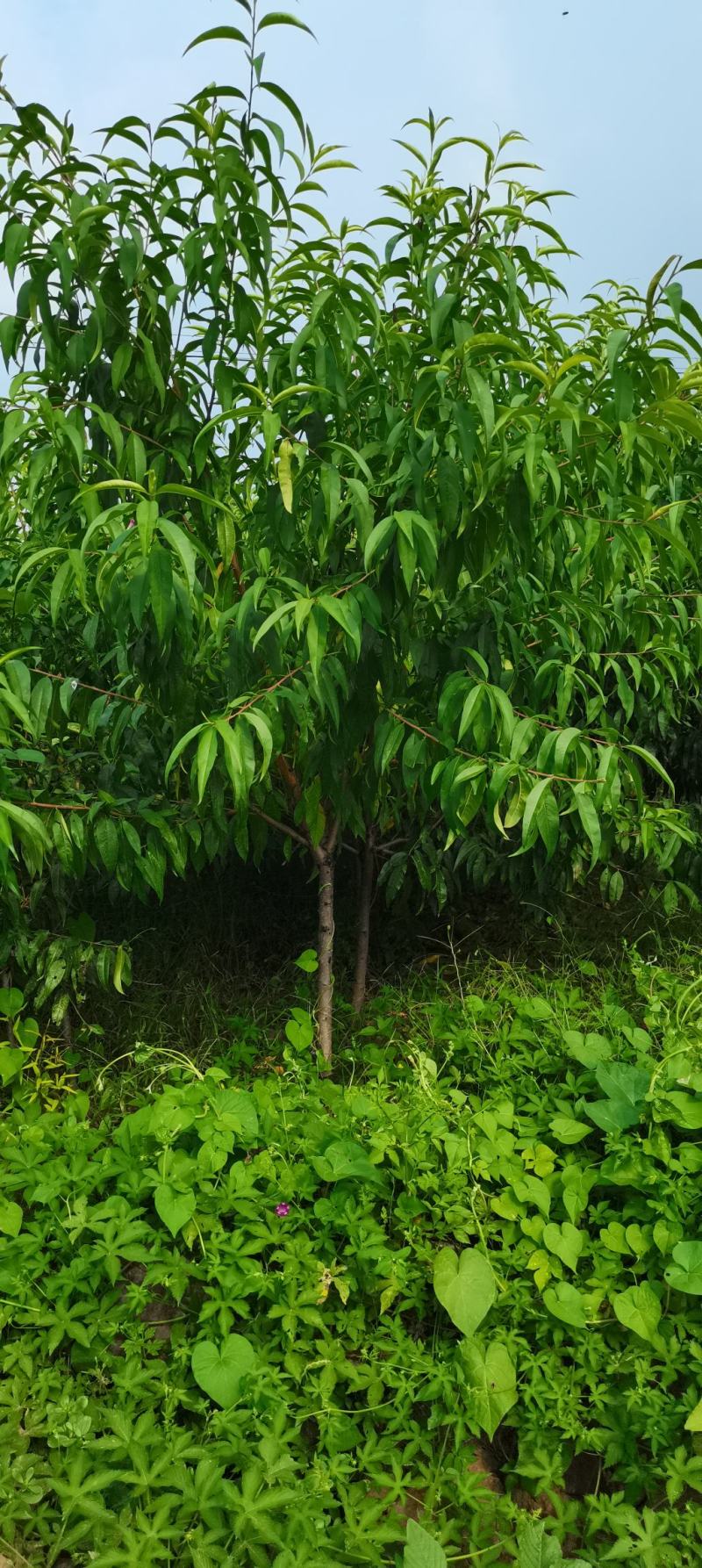桃树苗，水密桃树苗，水蜜桃嫁接苗，耐寒桃树苗，