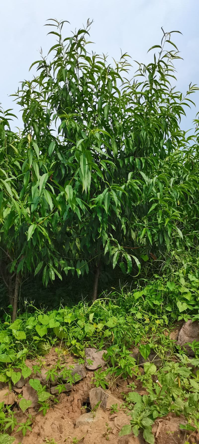 桃树苗，水密桃树苗，水蜜桃嫁接苗，耐寒桃树苗，