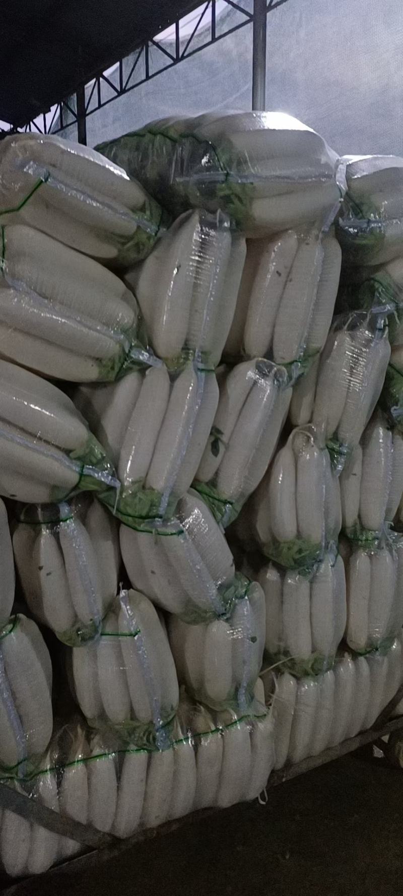 热销：精品白萝卜，长萝卜，韩国萝卜，基地直供专业打包队伍