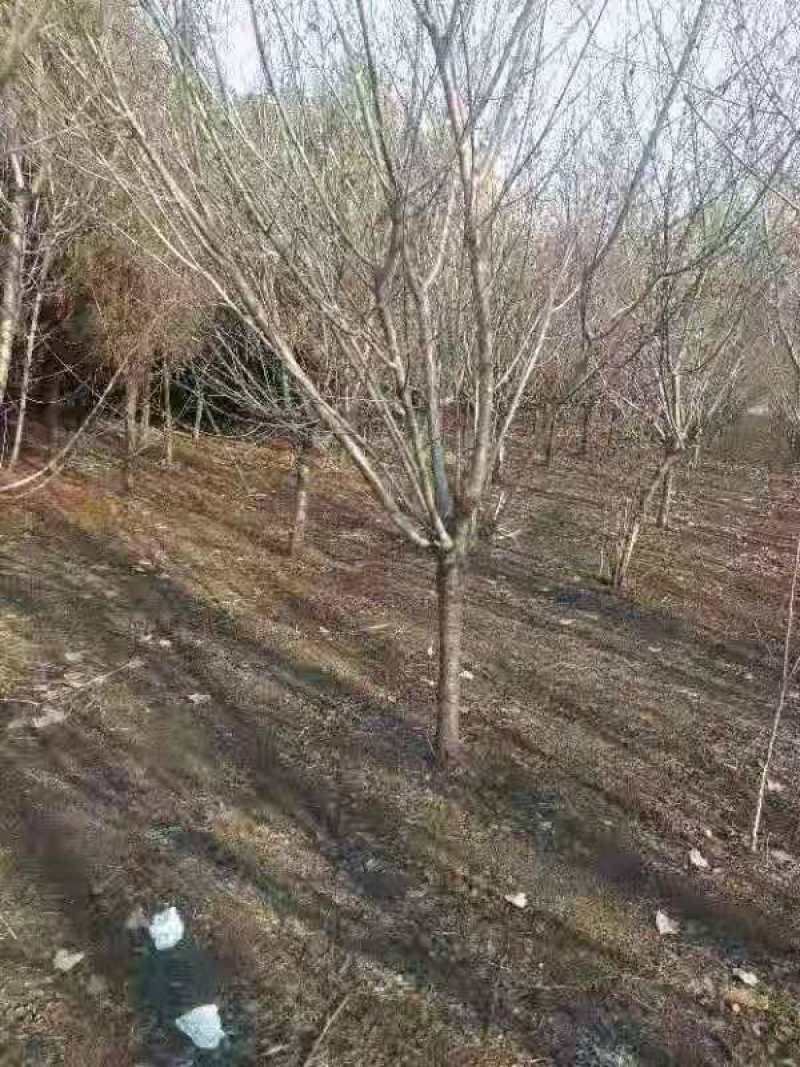 占地桃树6~8cm3~3.5米