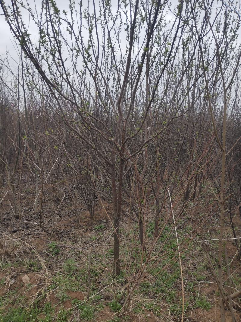 占地桃树6~8cm3~3.5米