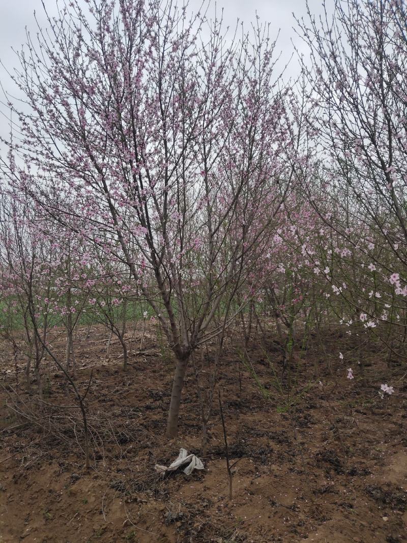 占地桃树6~8cm3~3.5米
