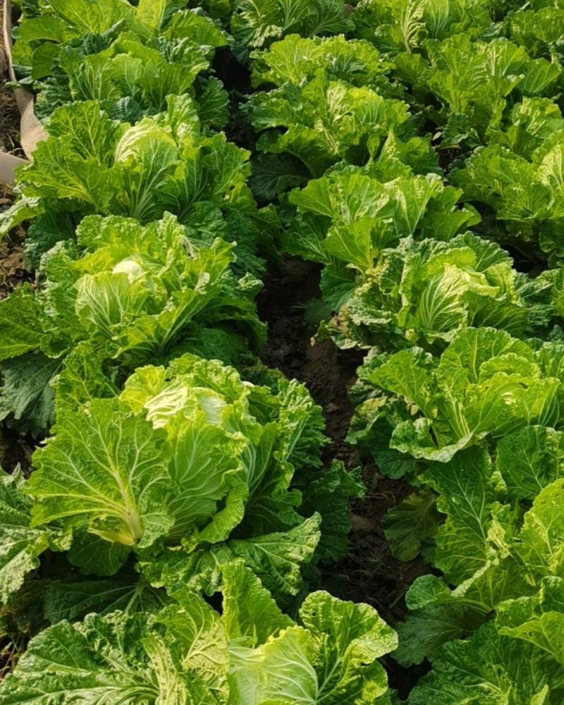 河南万亩大白菜，绿妃，青杂三号，质量问题包赔，合作共赢。