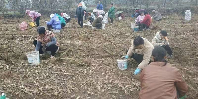 灵宝市万亩洋姜出土上市