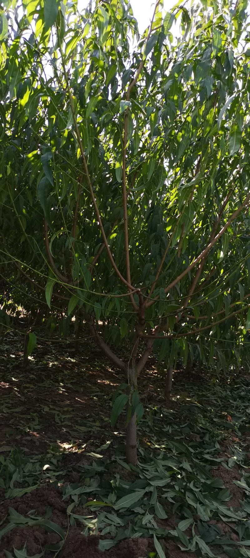 桃树苗，水密桃树苗，水蜜桃嫁接苗，耐寒桃树苗，