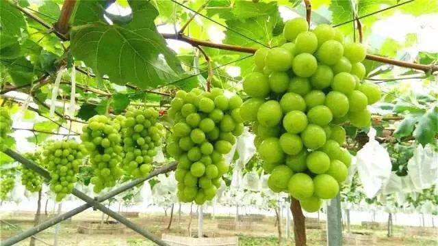 阳光玫瑰葡萄标准果穗图：15–18粒/穗，穗形圆锥形带副穗，果粒着生紧密但不挤压，果梗粗壮呈青绿色，果粉完整覆盖，背景为标准化避雨栽培棚架