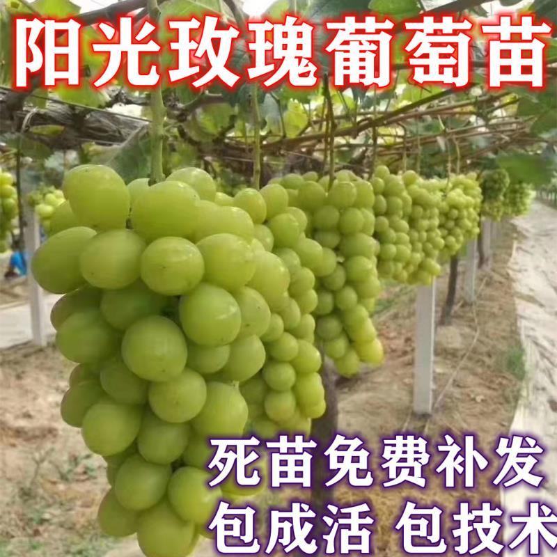 阳光玫瑰葡萄苗，辽宁阳光玫瑰葡萄苗，嫁接苗，保证纯度