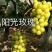 阳光玫瑰葡萄苗，辽宁阳光玫瑰葡萄苗，嫁接苗，保证纯度