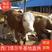 供应西门塔尔牛小母牛种公牛买十头送一头免费送货到家