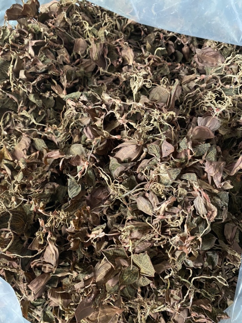 仿野生林下种植金线莲干货，大量现货，量大价优！