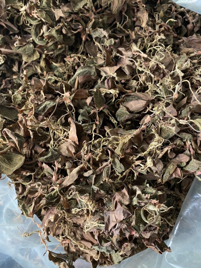 仿野生林下种植金线莲干货，大量现货，量大价优！