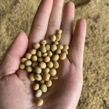 国产黑脐黄豆大豆高蛋白食用大豆非转基因