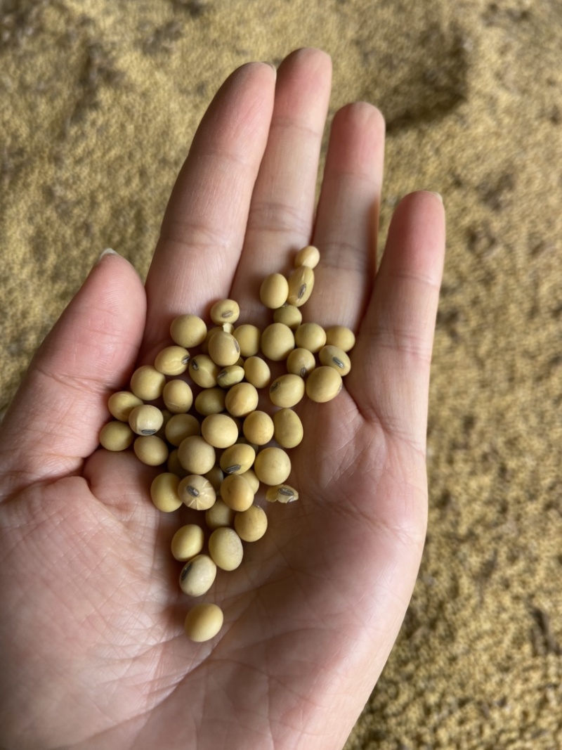 国产黑脐黄豆大豆高蛋白食用大豆非转基因