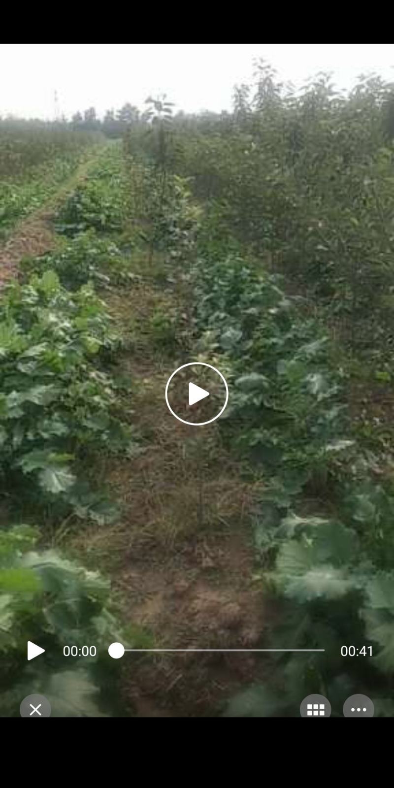 百亩精品青头白菱卜