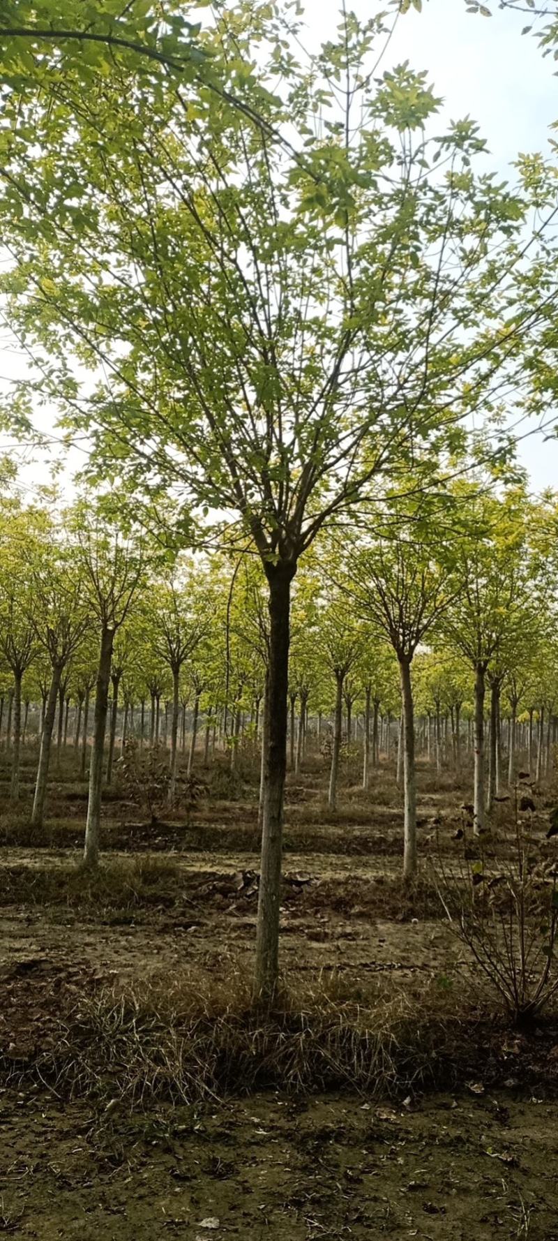 金叶白蜡，基地直销，8-12公分，量大，欢迎朋友前来选购