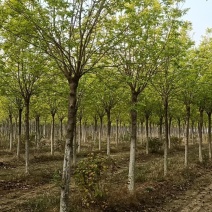 金叶白蜡，基地直销，8-12公分，量大，欢迎朋友前来选购