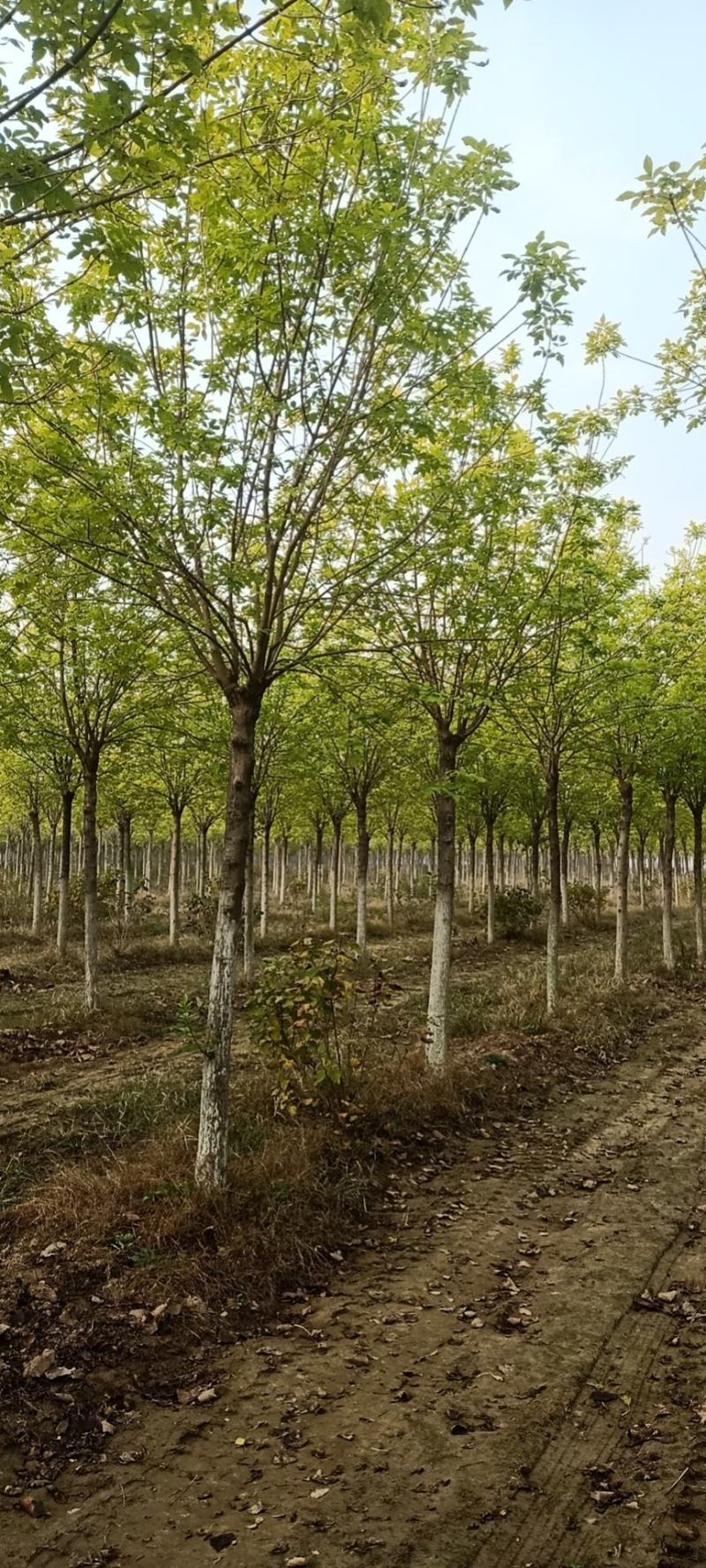 金叶白蜡，基地直销，8-12公分，量大，欢迎朋友前来选购