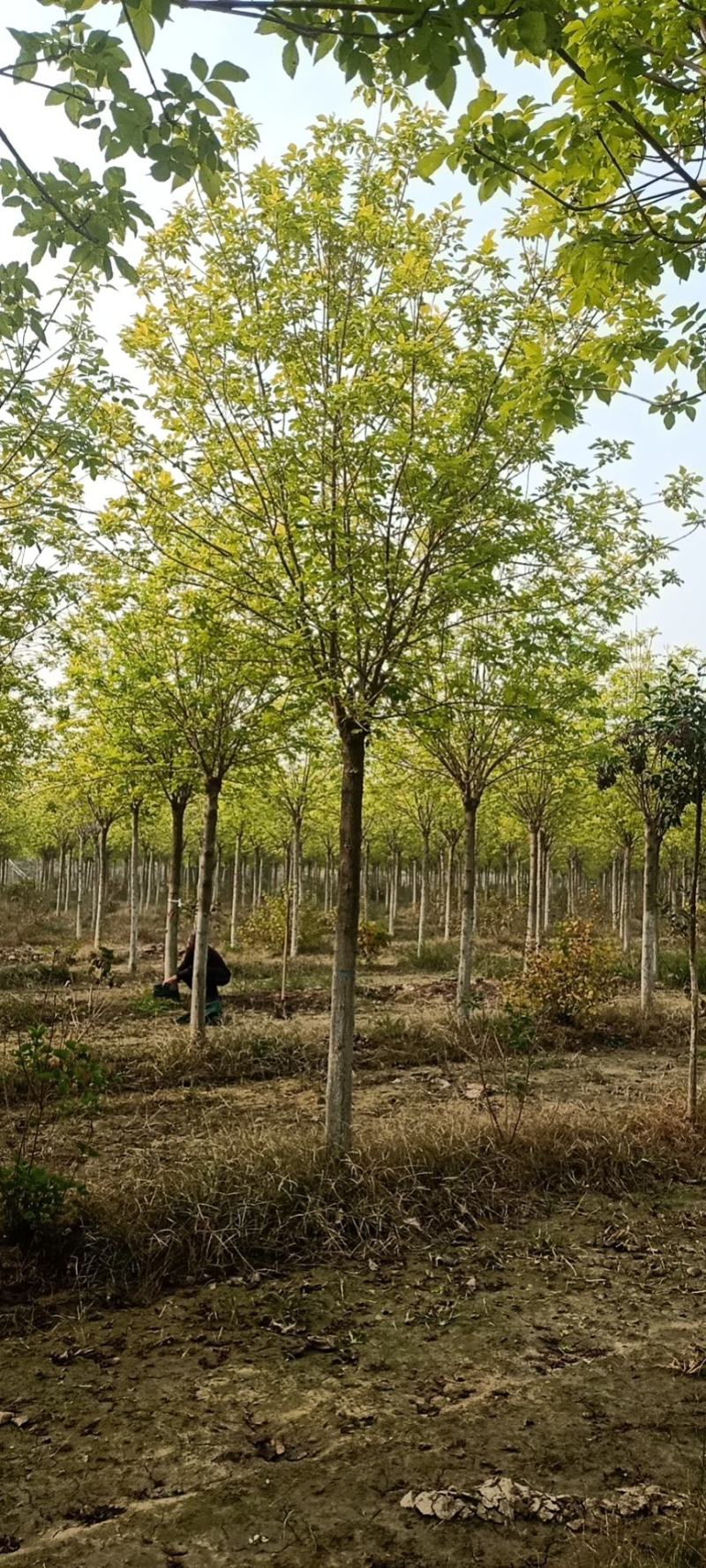 金叶白蜡，基地直销，8-12公分，量大，欢迎朋友前来选购