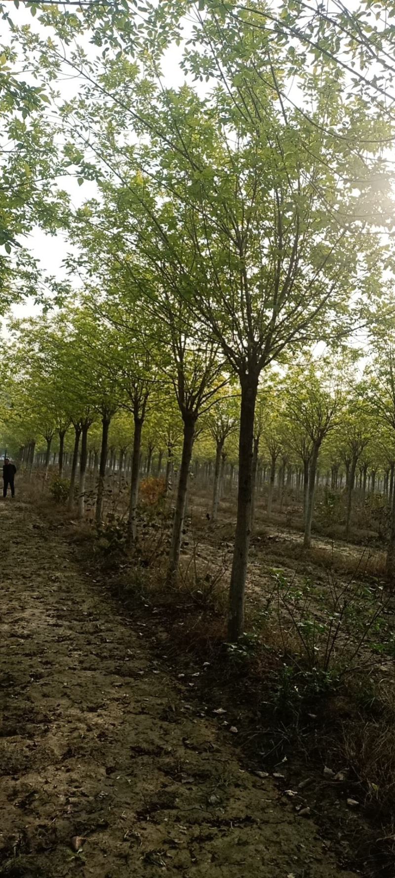 金叶白蜡，基地直销，8-12公分，量大，欢迎朋友前来选购