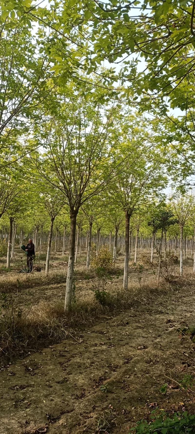 金叶白蜡，基地直销，8-12公分，量大，欢迎朋友前来选购