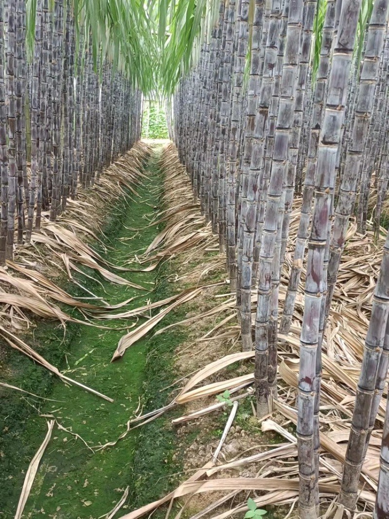 【精品甘蔗】黑皮甘蔗广东甘蔗产地直销包甜