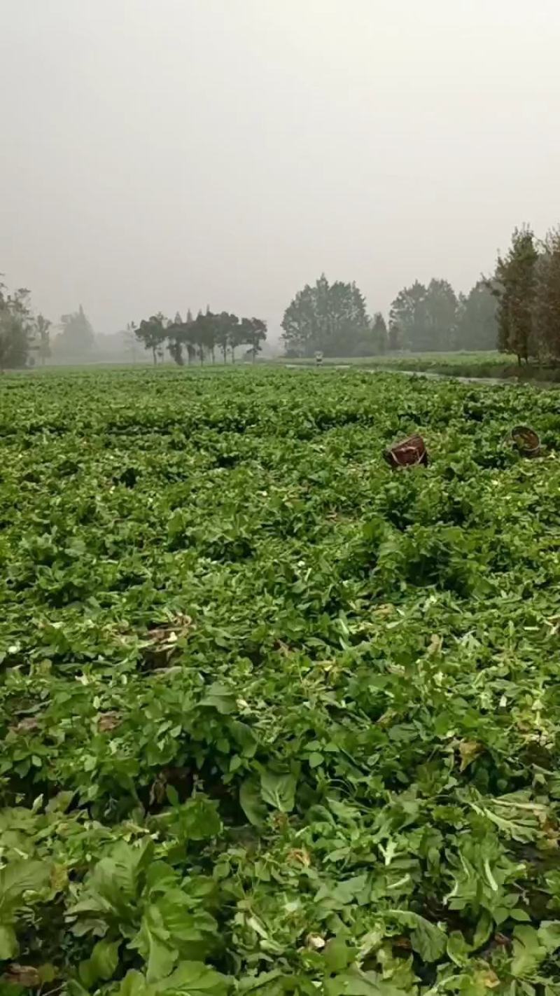 儿菜，榨菜，2022儿菜开始销售了，有需要的朋友联系我哈