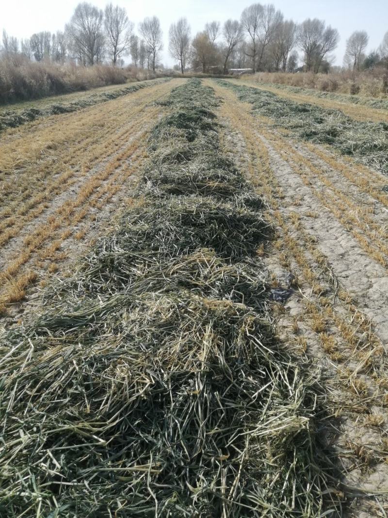 燕麦草种植基地小捆燕麦草批发青海地区甘肃地区批发西藏地区