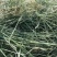 燕麦草种植基地小捆燕麦草批发青海地区甘肃地区批发西藏地区