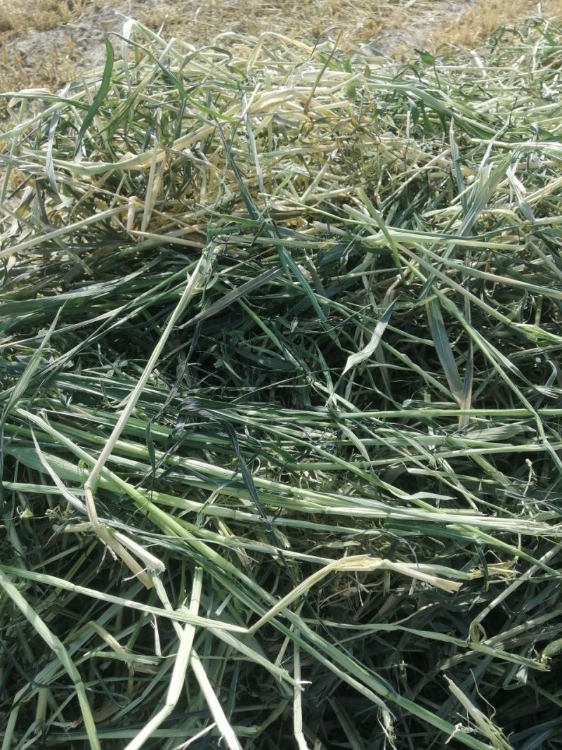 燕麦草种植基地小捆燕麦草批发青海地区甘肃地区批发西藏地区