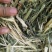 燕麦草种植基地小捆燕麦草批发青海地区甘肃地区批发西藏地区