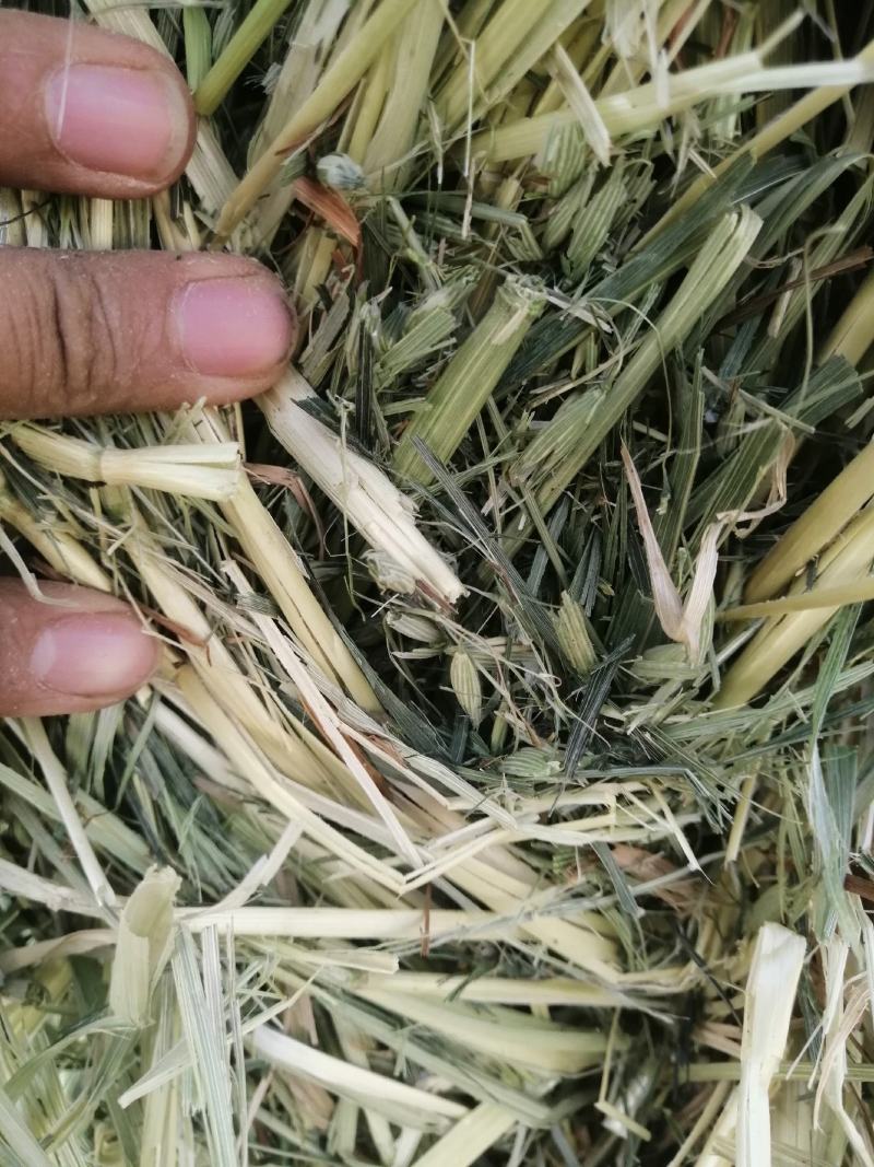 燕麦草种植基地小捆燕麦草批发青海地区甘肃地区批发西藏地区