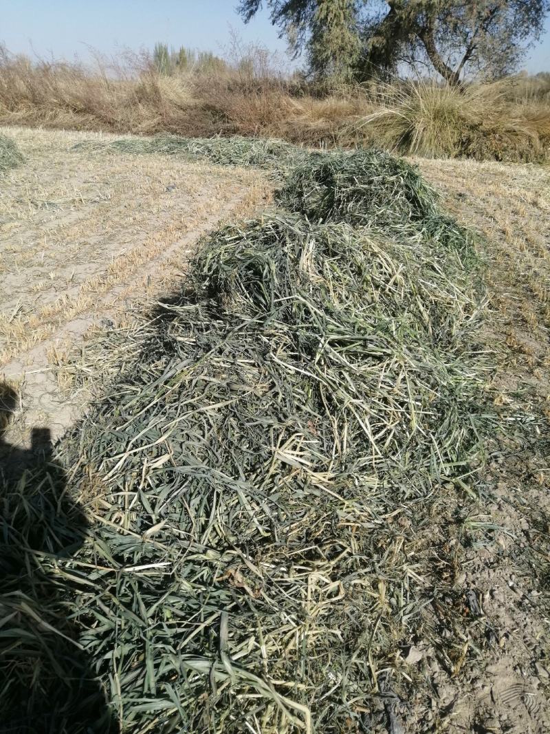 燕麦草种植基地小捆燕麦草批发青海地区甘肃地区批发西藏地区