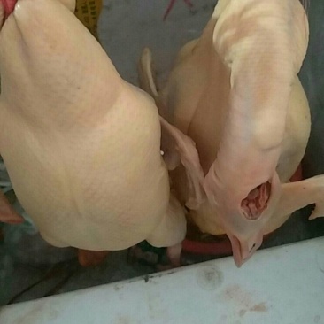 生鲜鸭子，量大可送上门哟！
