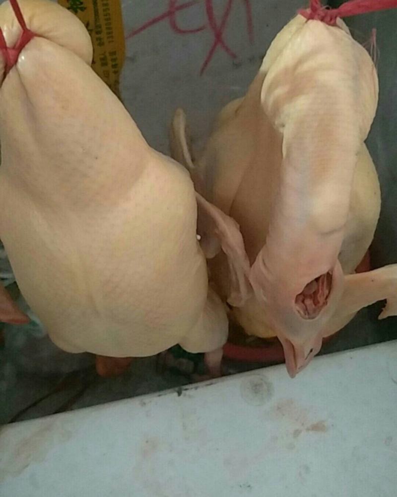 生鲜鸭子，量大可送上门哟！