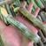 （精品）新鲜干净竹蛏8-1010-12规格齐全产地直供
