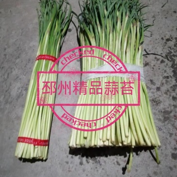 邳州精品蒜苔