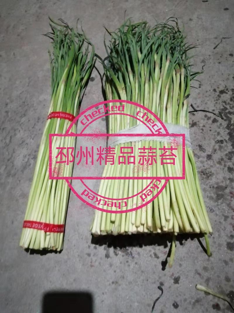 邳州精品蒜苔