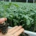 水稻育秧基质机插秧水稻育秧专用基质50升