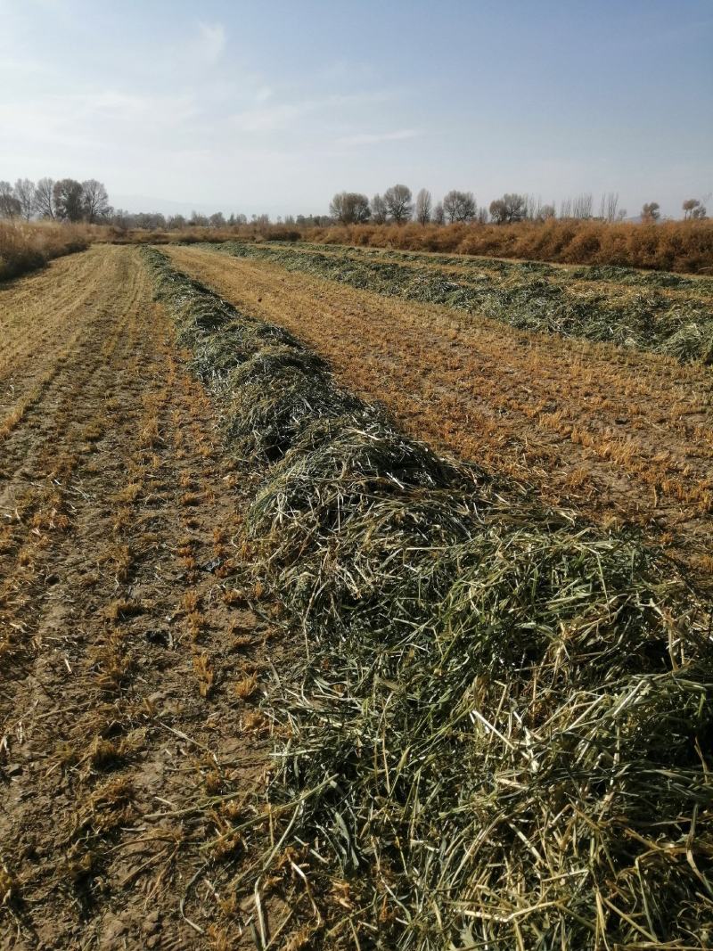 甘肃燕麦草嘉峪关产区种植优质燕麦草2000亩