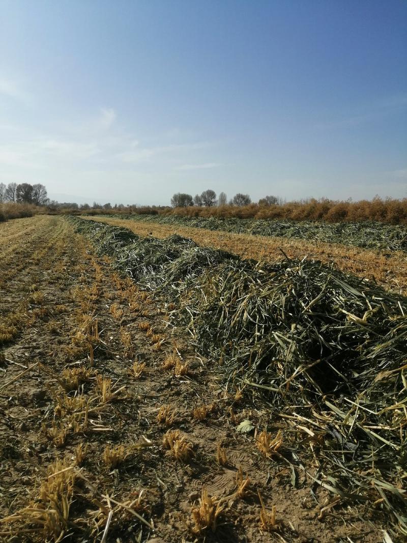 甘肃燕麦草嘉峪关产区种植优质燕麦草2000亩