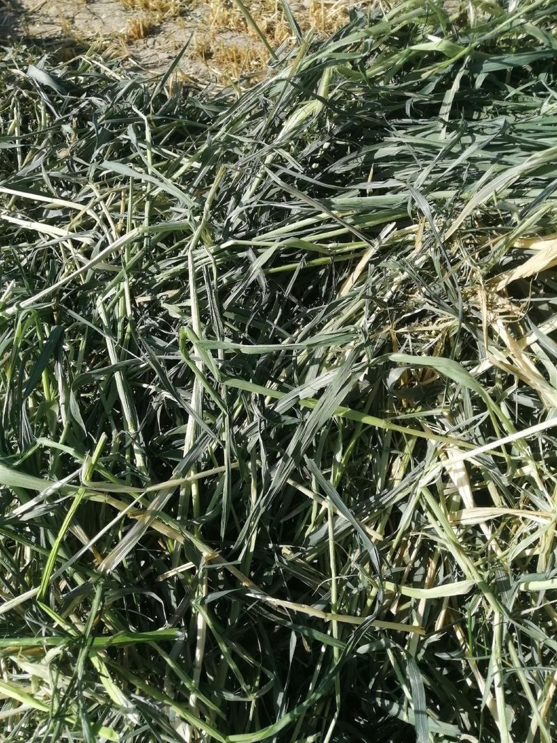 甘肃燕麦草嘉峪关产区种植优质燕麦草2000亩
