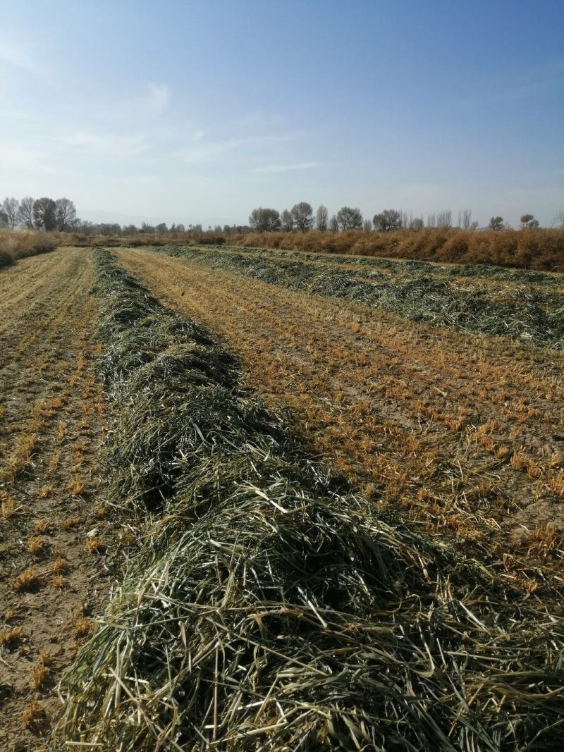 甘肃燕麦草嘉峪关产区种植优质燕麦草2000亩