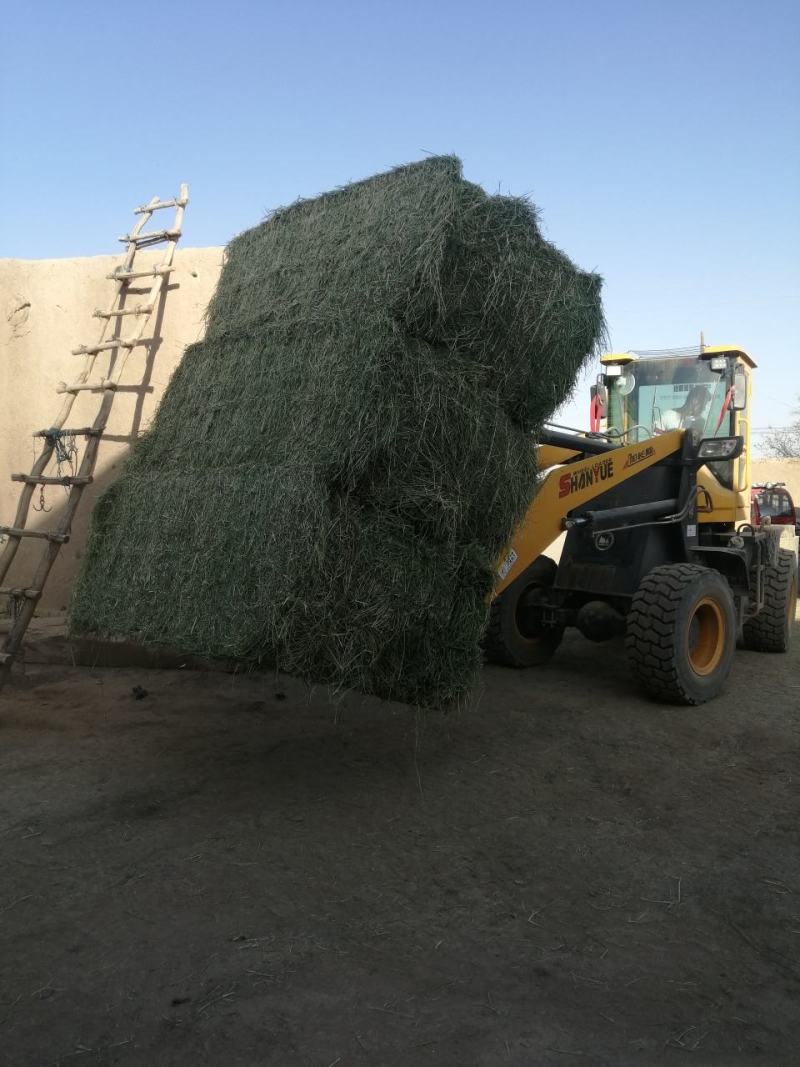 苜蓿草甘肃苜蓿草产地种植300亩苜蓿草纯绿色大捆苜蓿