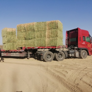 苜蓿草甘肃苜蓿草产地种植300亩苜蓿草纯绿色大捆苜蓿