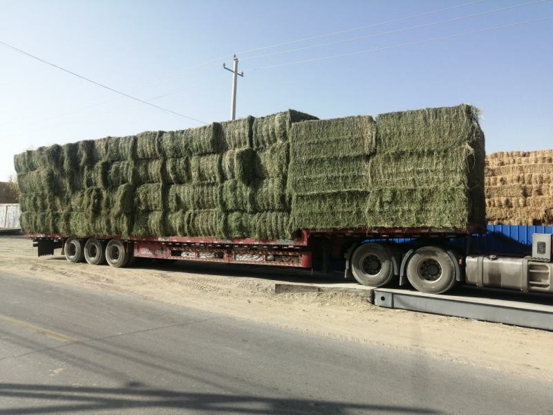 苜蓿草甘肃苜蓿草产地种植300亩苜蓿草纯绿色大捆苜蓿