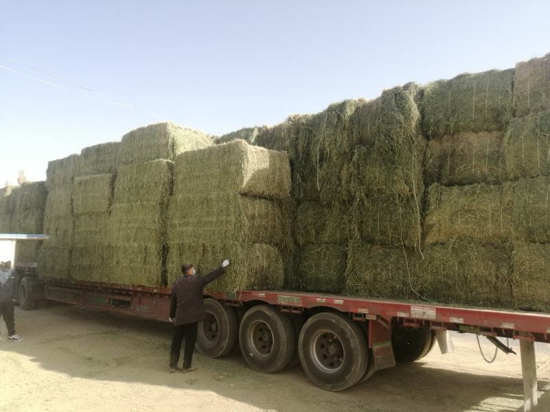 苜蓿草甘肃苜蓿草产地种植300亩苜蓿草纯绿色大捆苜蓿