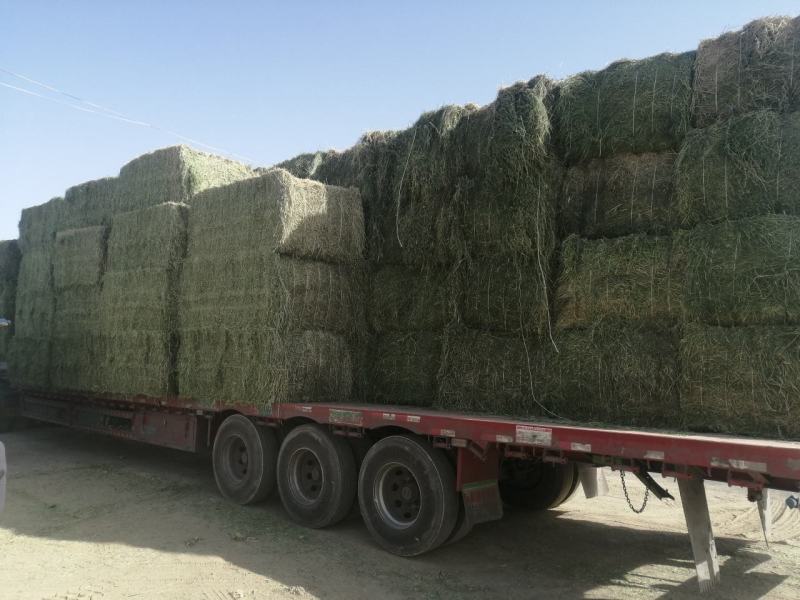 苜蓿草甘肃苜蓿草产地种植300亩苜蓿草纯绿色大捆苜蓿