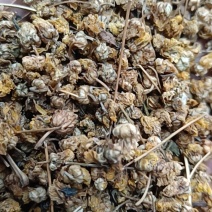 野菊花小黄菊花批发各种中药材量大从优