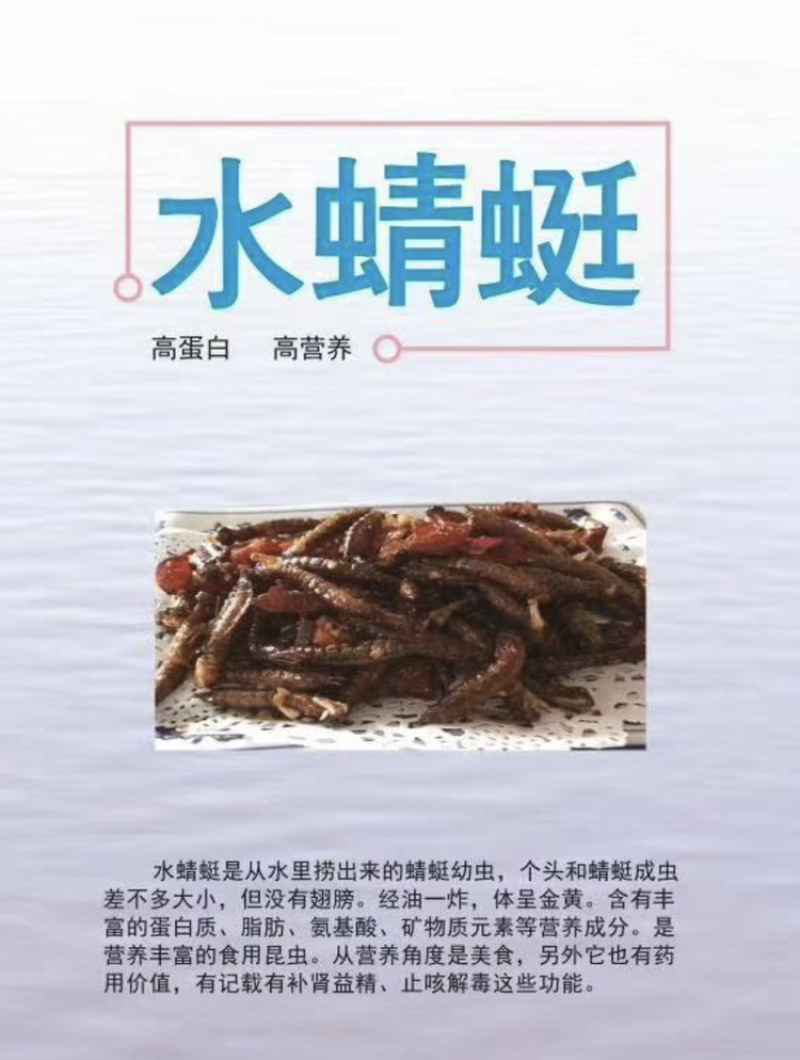 水蜻蜓、蜻蜓幼虫、自然水域生长，各个翠绿鲜活